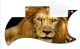 Lion 2