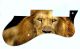 Lion 2