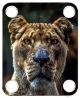 Lion Dark