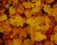 Maple Leaves