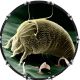 Microbe Mite