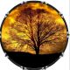 Moon Tree