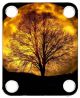 Moon Tree