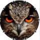 Owl 1