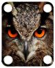 Owl 1