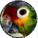 Parrot 1