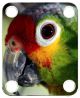 Parrot 1