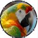 Parrrot 2