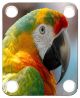 Parrot 2