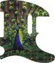 Peacock - Vintera '60s Tele