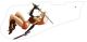 Pin Up Girl Samurai WH