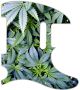 Pot Growth