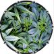 Pot Growth