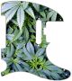 Pot Growth - American Elite Tele