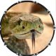 Rattle Snake 2