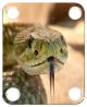 Rattle Snake 2