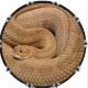 Rattlesnake 1