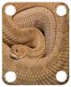 Rattle Snake 1