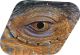 Reptile Eye