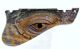 Reptile Eye