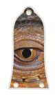 Reptile Eye