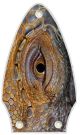 Reptile Eye