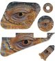 Reptile Eye