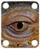 Reptile Eye