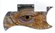 Reptile Eye
