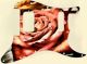 Rose 1