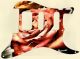 Rose 1