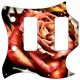 Rose 1