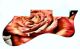 Rose 1