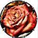 Rose 1