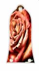 Rose 1