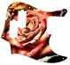 Rose 1