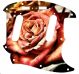 Rose 1