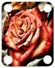 Rose 1