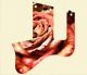 Rose 1