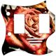 Rose 1