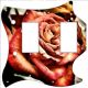 Rose 1