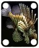 Scorpion Fish