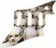 Skull Pile 1