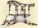 Skull Pile 1