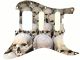 Skull Popart