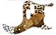 Sleeping Leopard