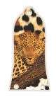 Sleeping Leopard