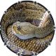 Snake Rattler