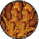 Snake Skin YL