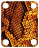 Snake Skin YL